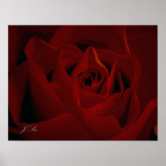 Deep Rote Rose Poster