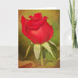 Deep Rote Rose Scripture Card James 1:17 Karte