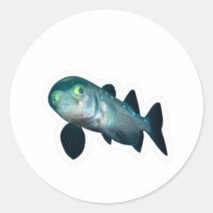 Deep Sea Barreleye Fisch Aufkleber, Transparenter Runder Aufkleber