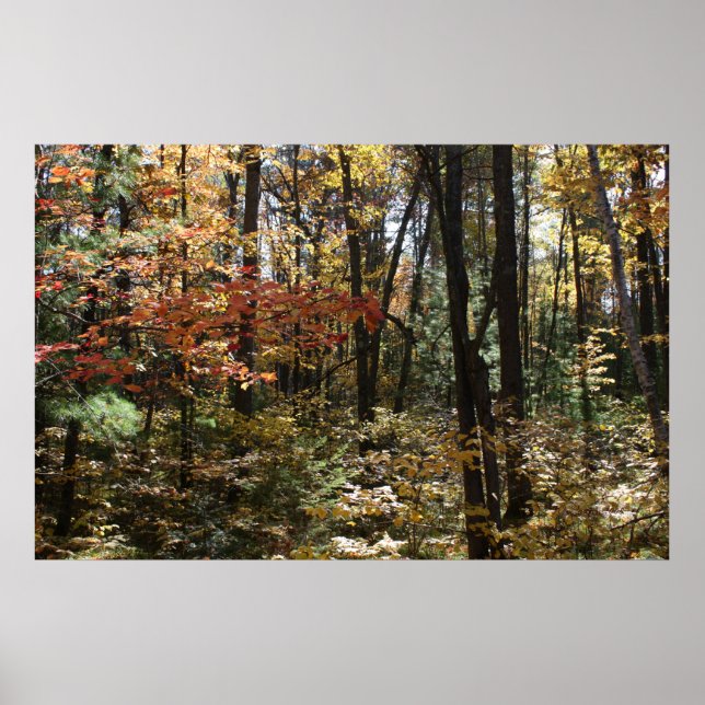 Deep Woods Beauty Poster (Vorne)