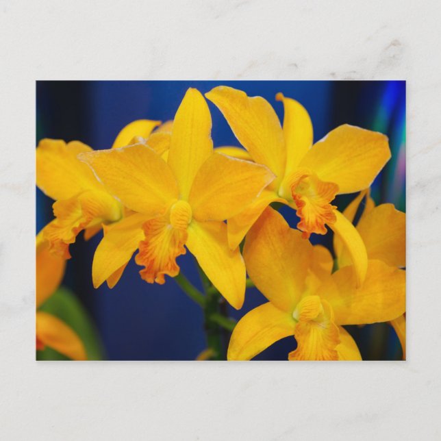Deep Yellow Orchias Postkarte (Vorderseite)