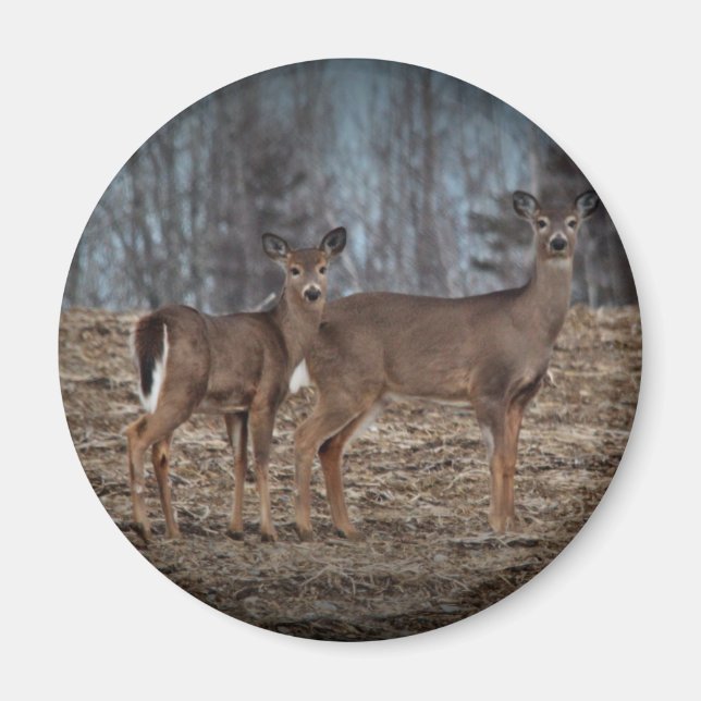 Deer_0337v Magnet (Vorne)