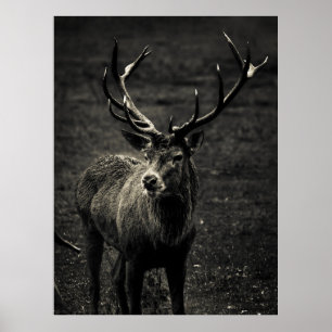 DEER 12 POINT BUCK POSTER