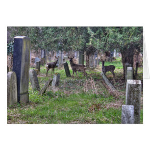 Deer at Zentralfriedhof