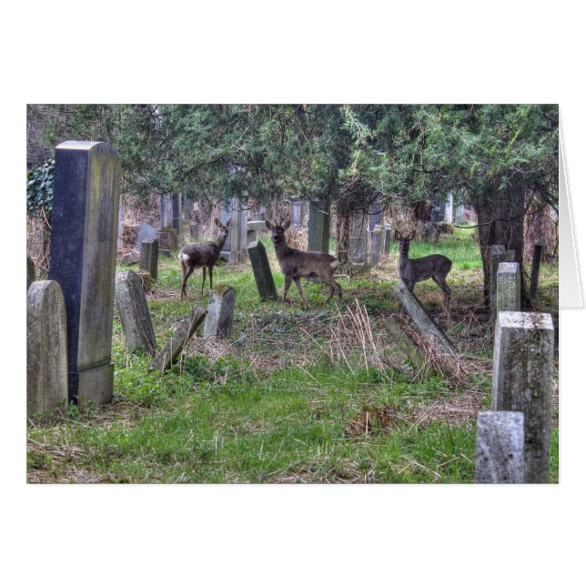Deer at Zentralfriedhof (Vorderseite (Horizontal))