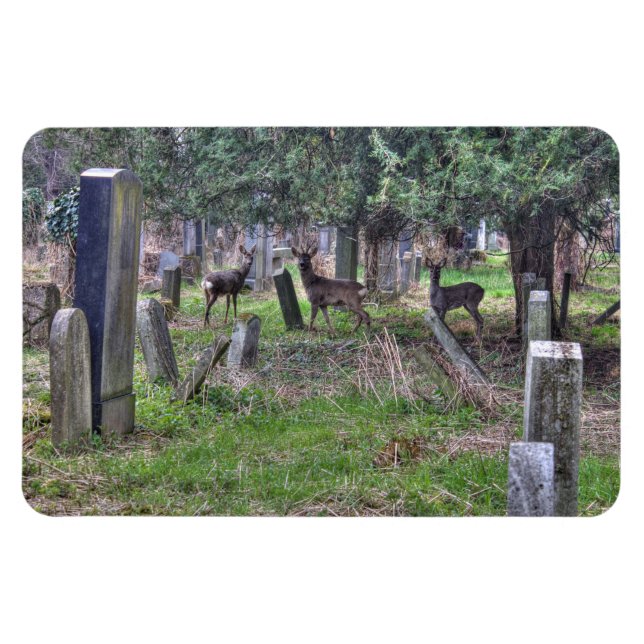 Deer at Zentralfriedhof Magnet (Horizontal)