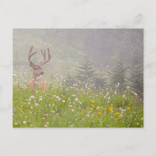 Deer Buck Mount Rainier National Park Postkarte