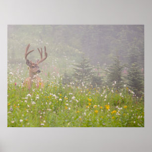 Deer Buck   Nationalpark Rainier Poster