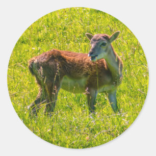 Deer Cute Animal Runder Aufkleber