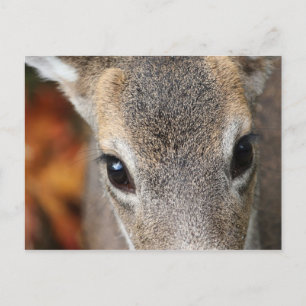 Deer Fawn Closeup Portrait Postkarte