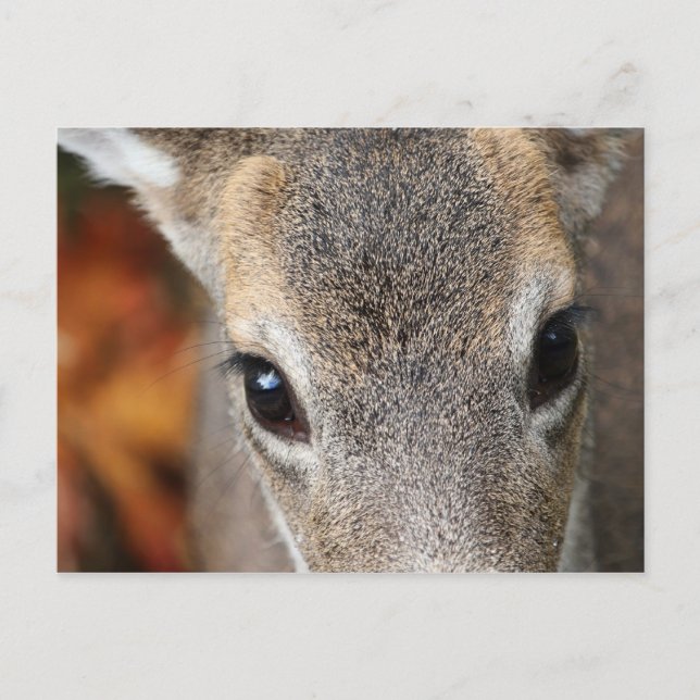 Deer Fawn Closeup Portrait Postkarte (Vorderseite)