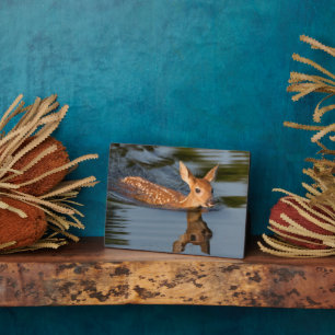 Deer Fawn Minnesota Fotoplatte