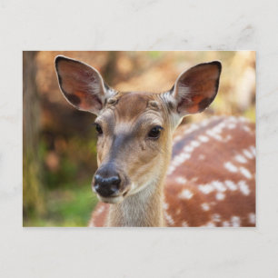 Deer Fawn Portrait Postkarte