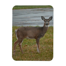 Deer Foto Magnet
