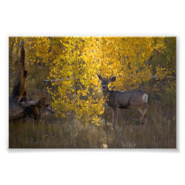 Deer - Grand Canyon Nationalpark - Arizona Fotodruck