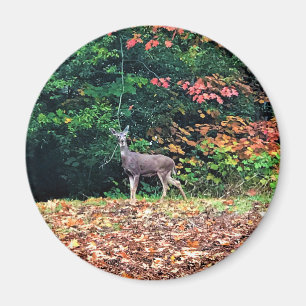 Deer in the Forest, Oregon Magnet