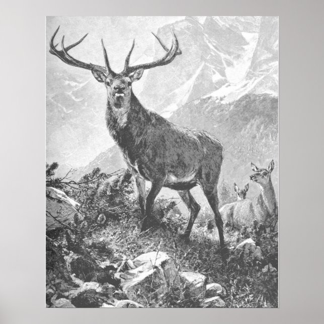 Deer in the High Mountains Poster (Vorne)