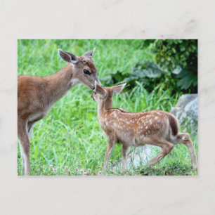 Deer Kissing Fawn Postkarte