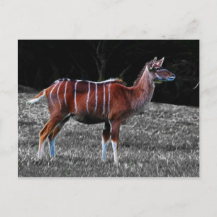 Deer Kudu Postkarte