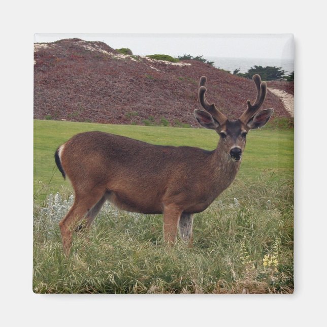 Deer Magnet (Vorne)