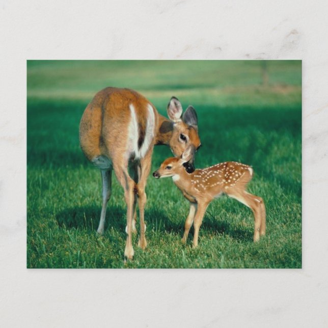 Deer Mother & Fawn Postkarte (Vorderseite)