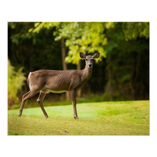 Deer on Golf Course Poster (Vorderseite)