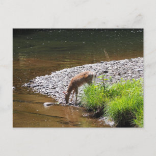 DEER POSTCARD POSTKARTE