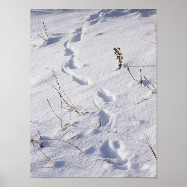 Deer Prints Snow Poster (Vorne)