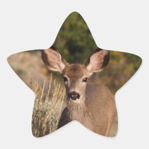 Deer Star Sticker