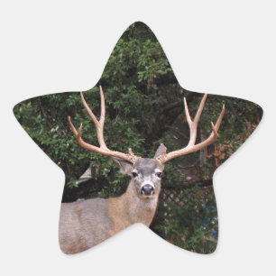 Deer Star Sticker