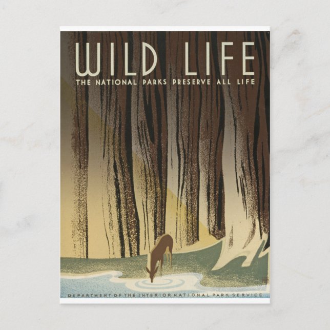 Deer & Stream Postkarte (Vorderseite)