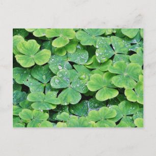 Deerpark Ireland Clover Dew Drops Postkarte