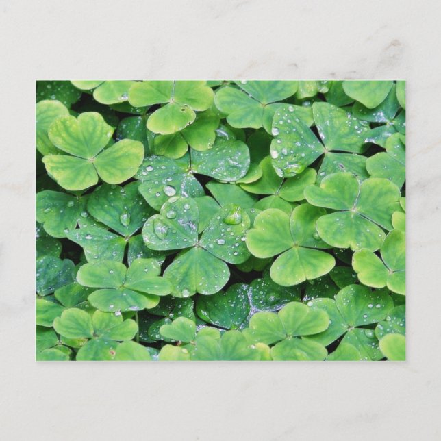 Deerpark Ireland Clover Dew Drops Postkarte (Vorderseite)