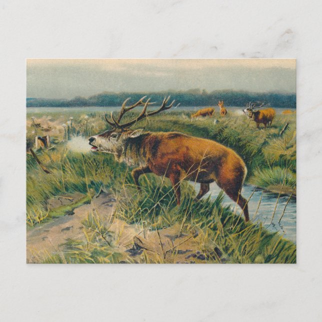 Deers by Dawn's Early Light Postkarte (Vorderseite)