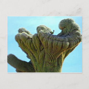 deformiertes Saguaro cactus.jpg Postkarte