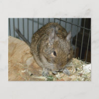Degu auf der Kante des Sperrholzes isst kleine Fut