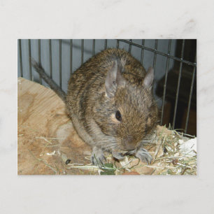 Degu auf der Kante des Sperrholzes isst kleine Fut Postkarte