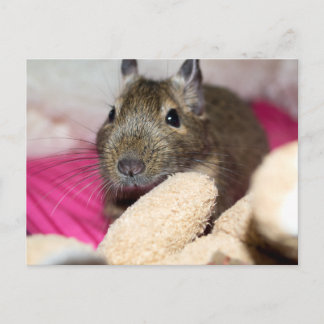 Degu Behind Fallen Teddy Bear Postkarte