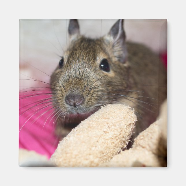 Degu Behind Teddy Magnet (Vorne)