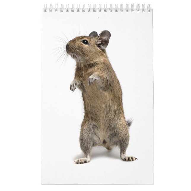Degu Familie Kalender (Titelbild)