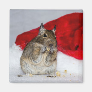 Degu mit der Weihnachtsmannmütze festlich Magnet