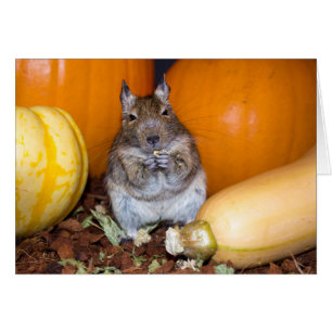 Degu mit Pumpkin & Squash