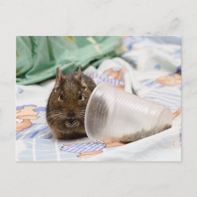 Degu nagt ihr Essen auf dem Bett Postkarte (Vorderseite)