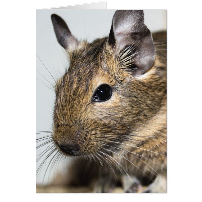 Degu Portrait (Vorne)