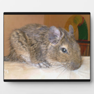 Degu Relaxing Plaque Fotoplatte
