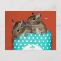 Degus Inside Coffee Tin 'Hi'