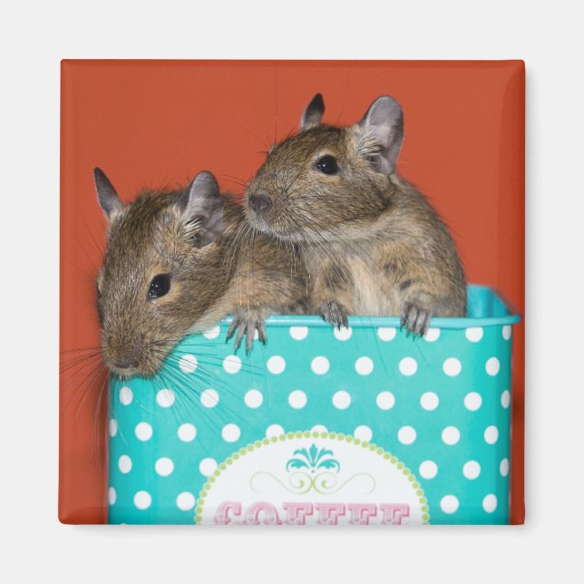 Degus mit Polka Dots Magnet (Vorne)