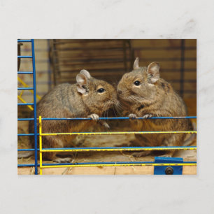Deguspaare an der Käfigtür Postkarte