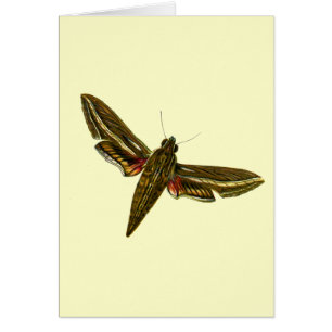 Deilephila celerio - Vine Hawk-Moth