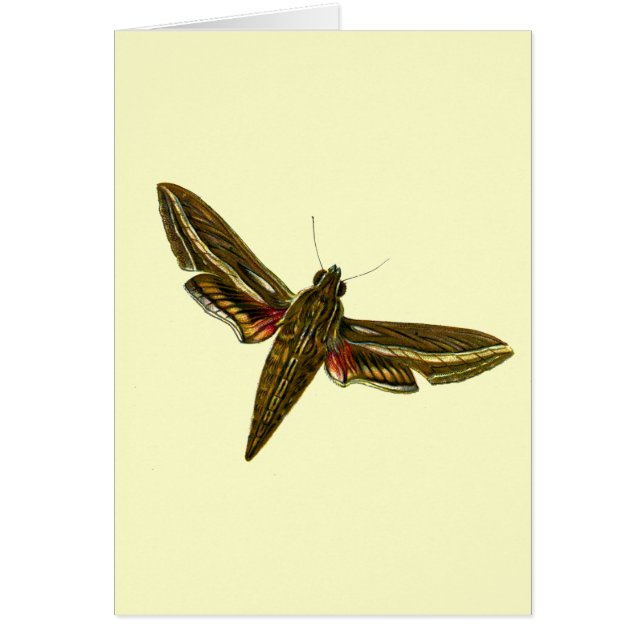 Deilephila celerio - Vine Hawk-Moth (Vorne)
